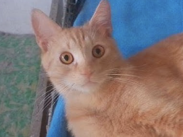 Konrad