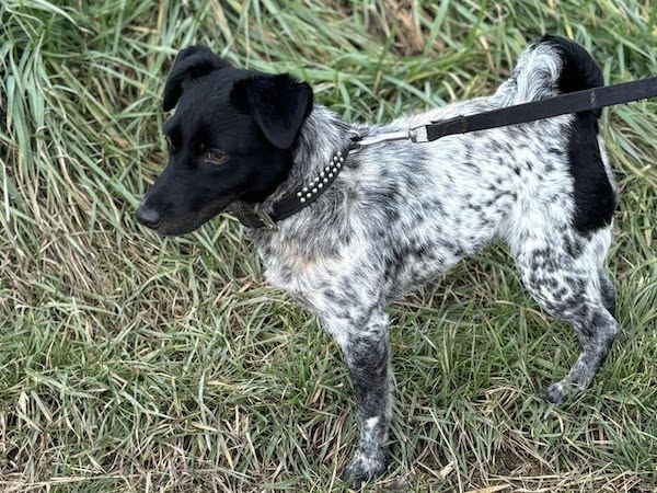 Spotty