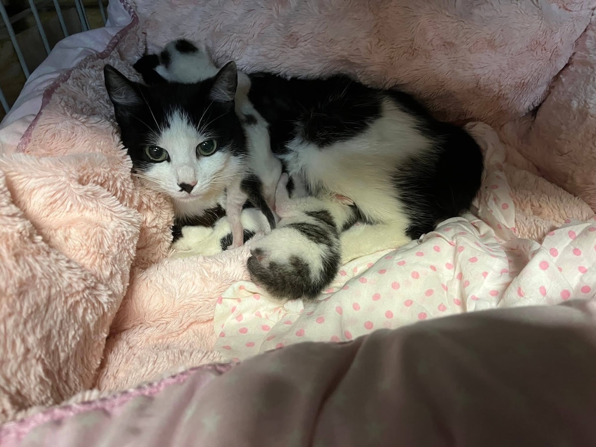 Status: Zurück blieben Katzenbabys