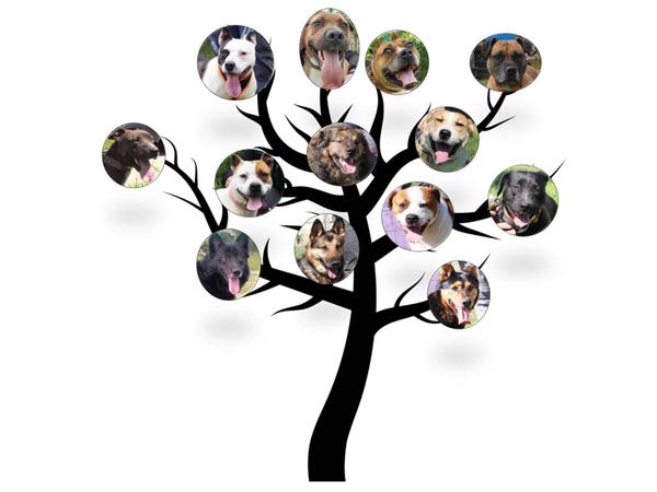AktionBaum