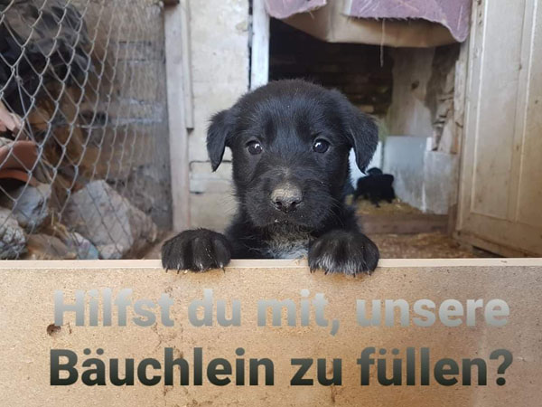 AktionFutter
