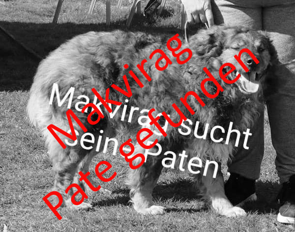 Zwingerpaten02