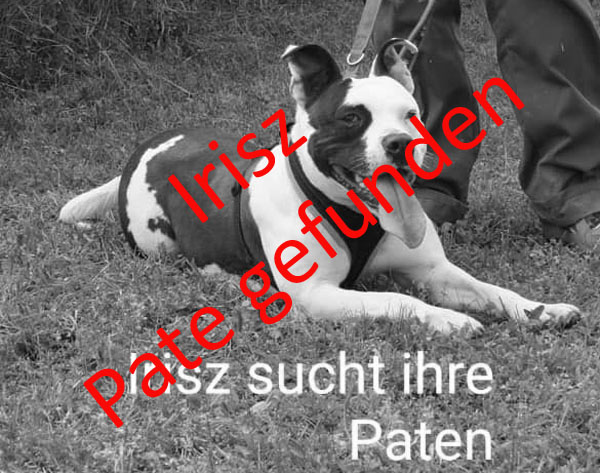 Zwingerpaten02