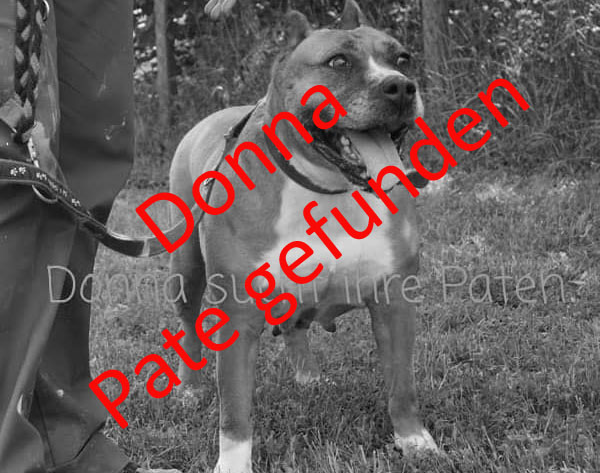 Zwingerpaten02