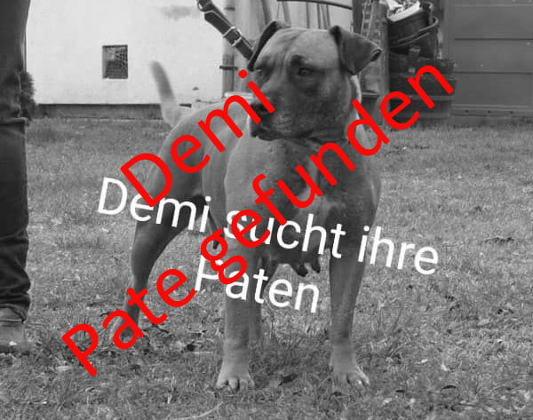 Zwingerpaten02