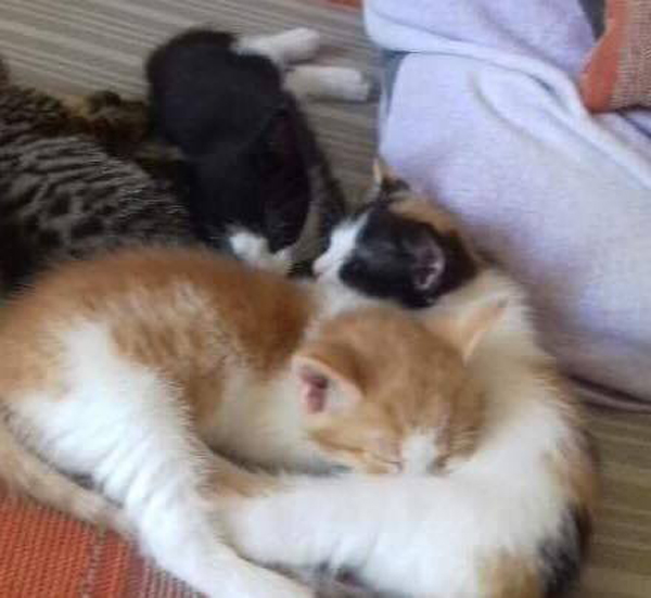 Katzen20170902