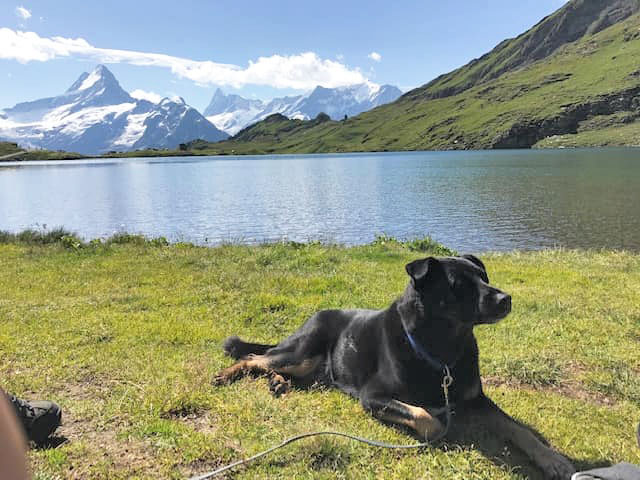 Tiere in der Schweiz