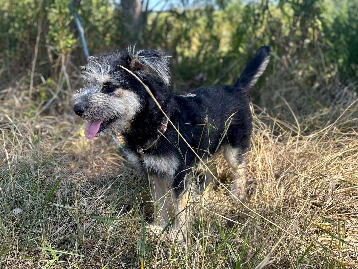 Ozzy006
